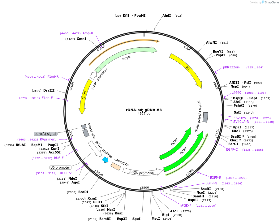 247549-plasmid-map-sequence-id-495329