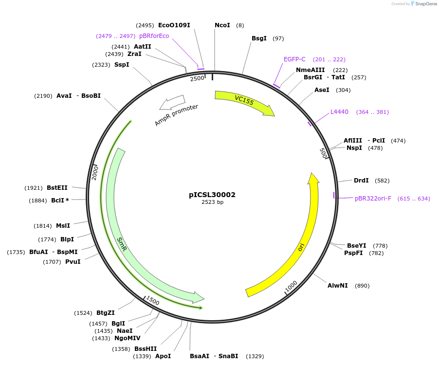 245530-plasmid-map-sequence-id-495355