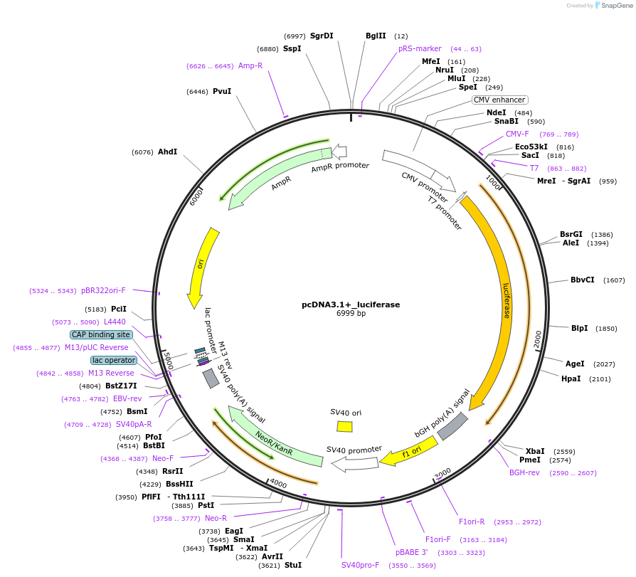 240264-plasmid-map-sequence-id-495357