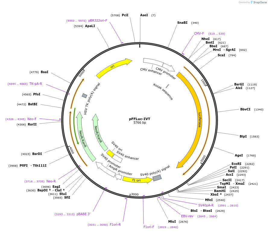205147-plasmid-map-sequence-id-495367