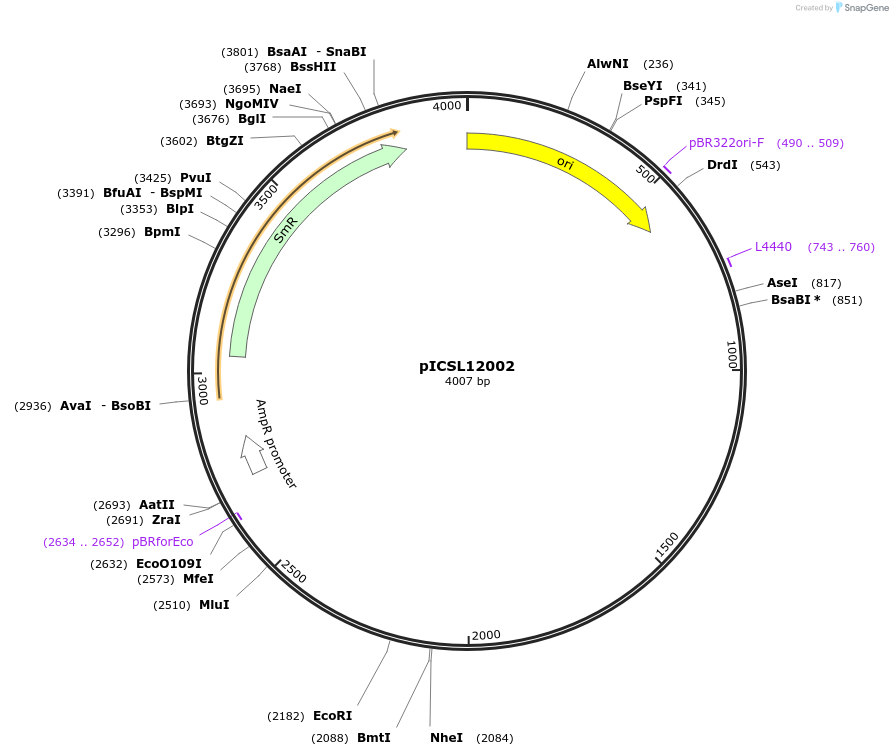245626-plasmid-map-sequence-id-495368