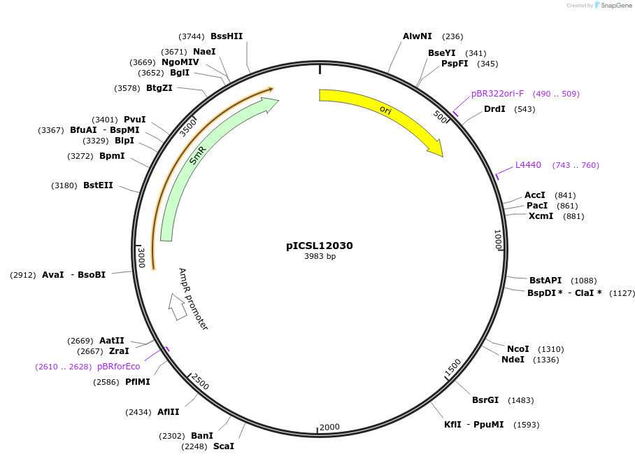 245637-plasmid-map-sequence-id-495381