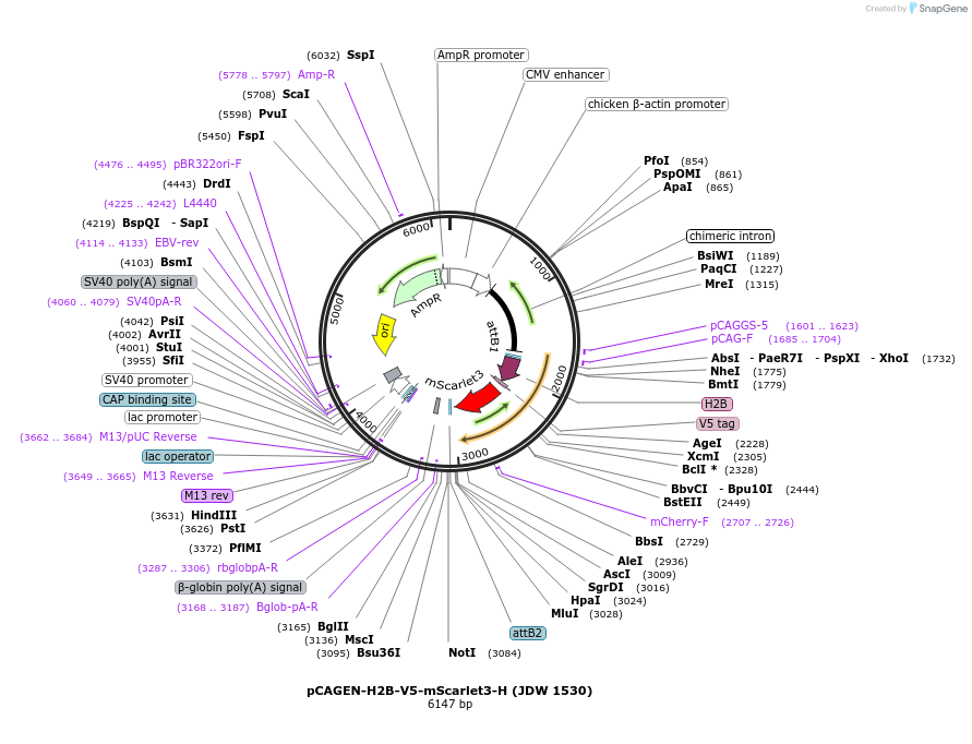 242604-plasmid-map-sequence-id-495386