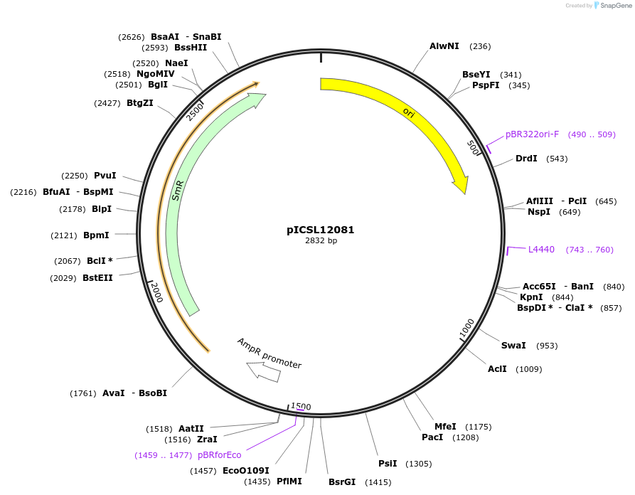 245651-plasmid-map-sequence-id-495392