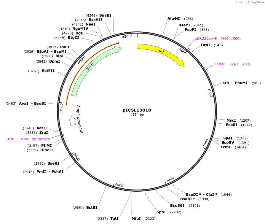 245662-plasmid-map-sequence-id-495396