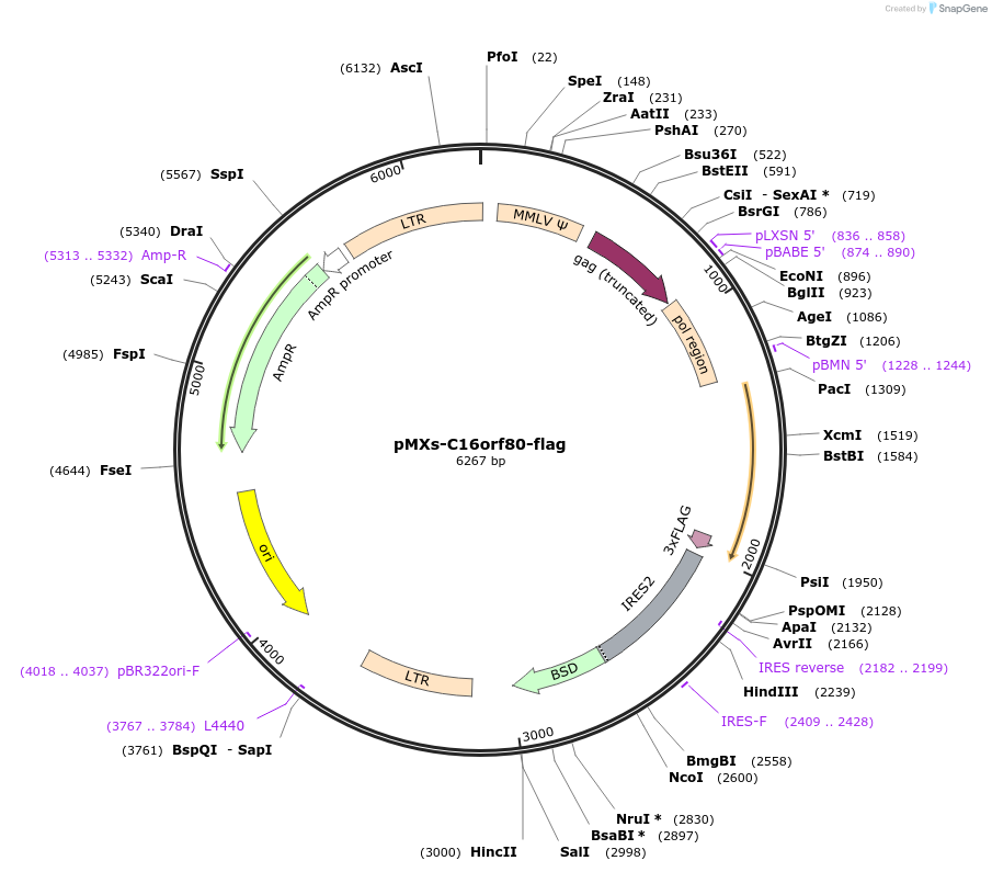 70645-plasmid-map-sequence-id-495401