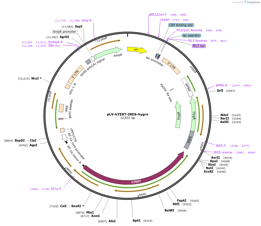85140-plasmid-map-sequence-id-495404