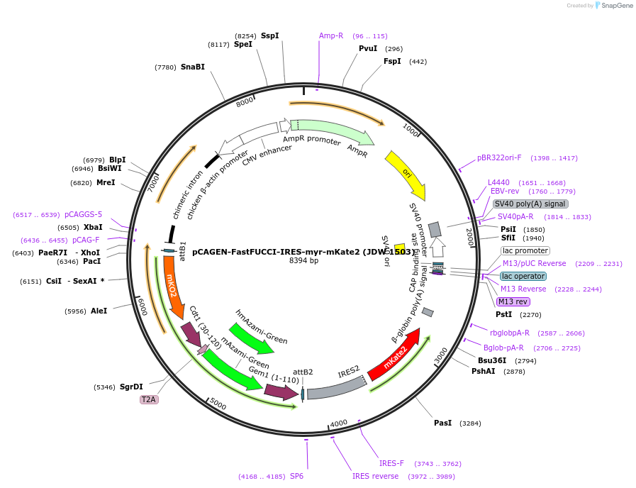 242598-plasmid-map-sequence-id-495426