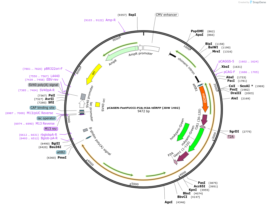 242591-plasmid-map-sequence-id-495427