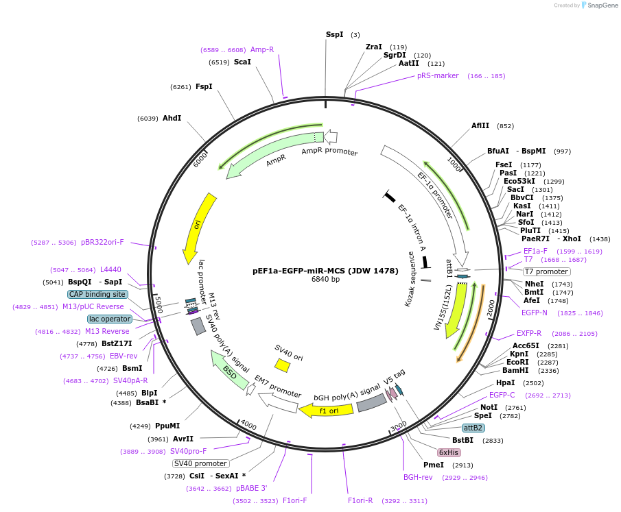 242580-plasmid-map-sequence-id-495428