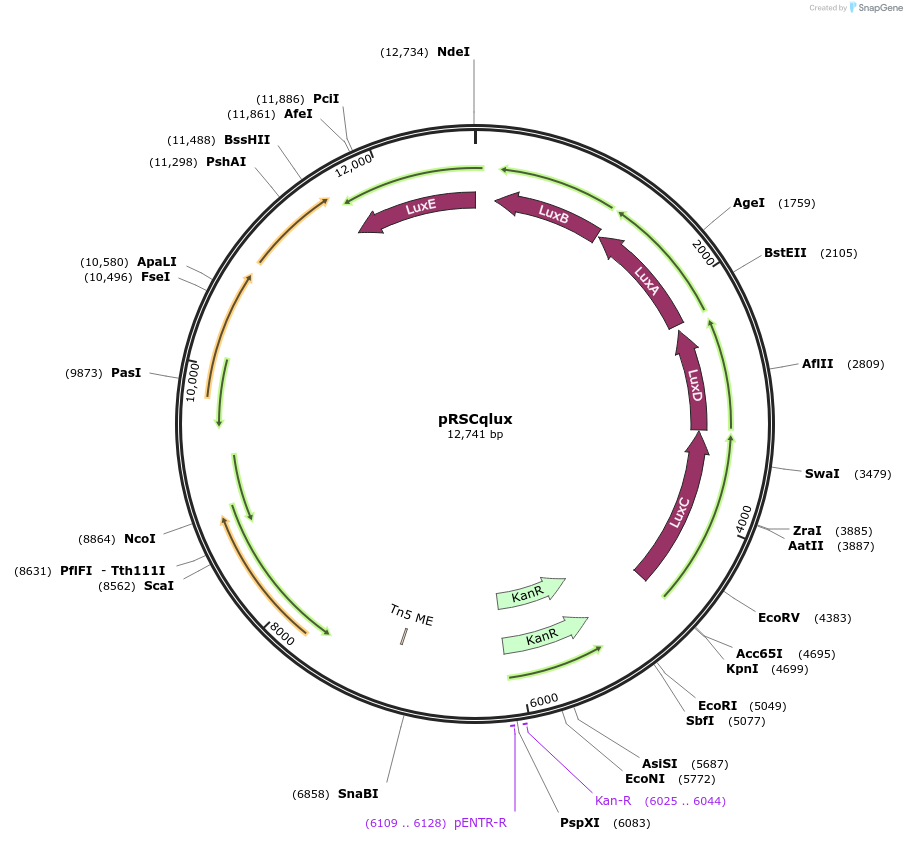 236109-plasmid-map-sequence-id-495438