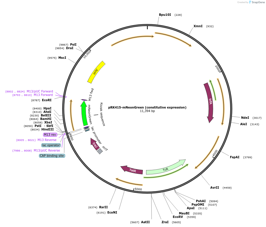 248204-plasmid-map-sequence-id-495446