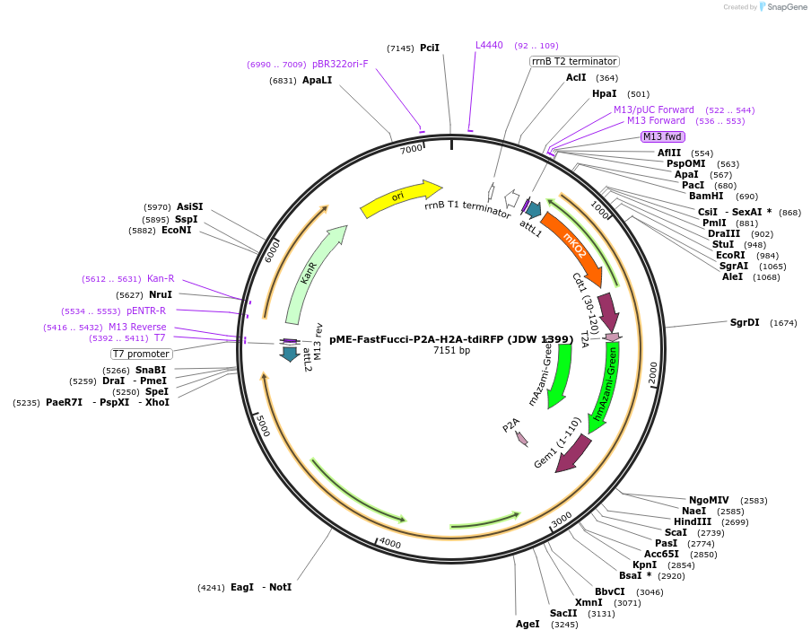 242557-plasmid-map-sequence-id-495449