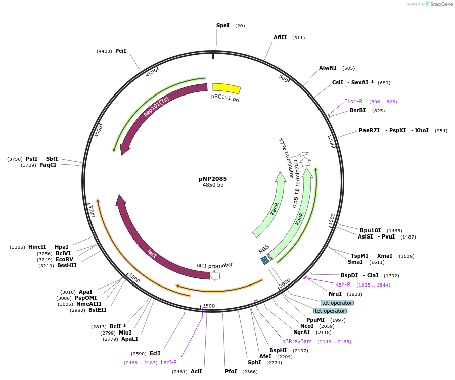 222731-plasmid-map-sequence-id-495450