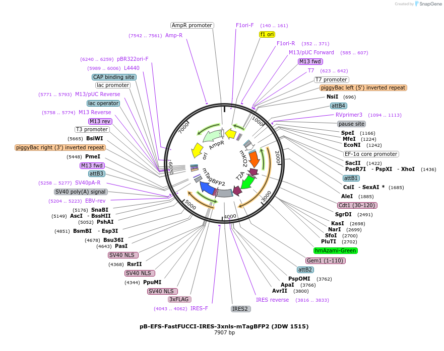 242600-plasmid-map-sequence-id-495452