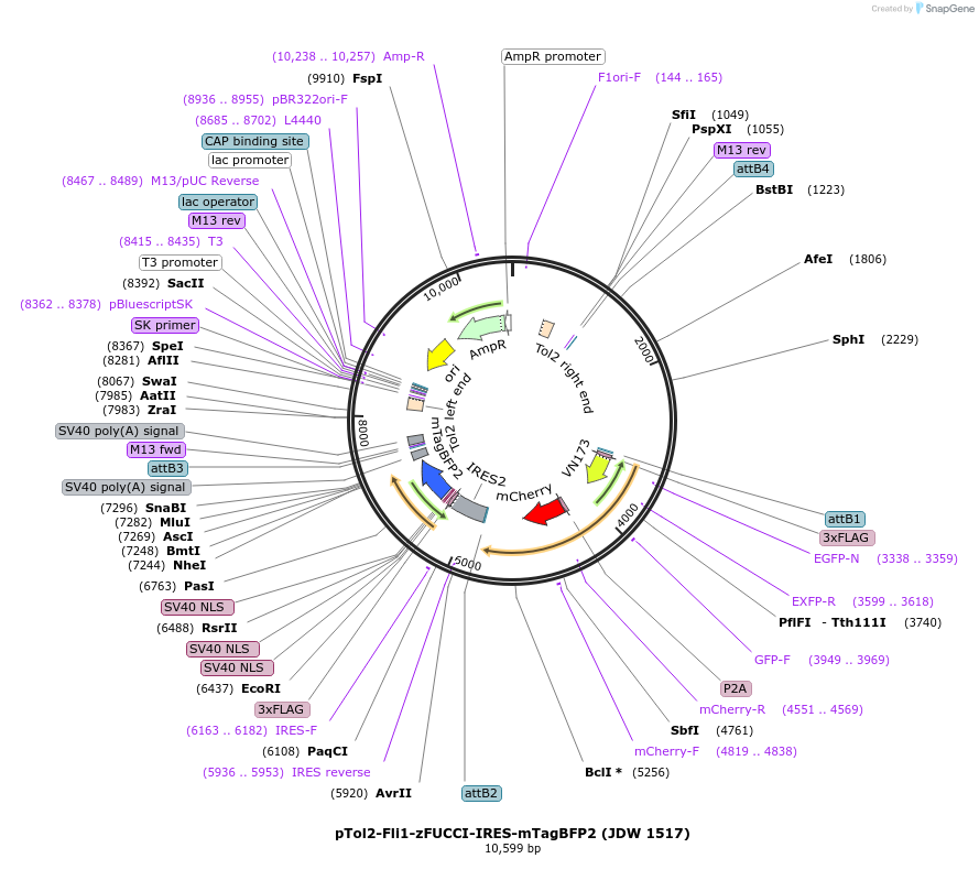 242602-plasmid-map-sequence-id-495454