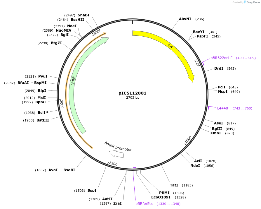 245625-plasmid-map-sequence-id-495456