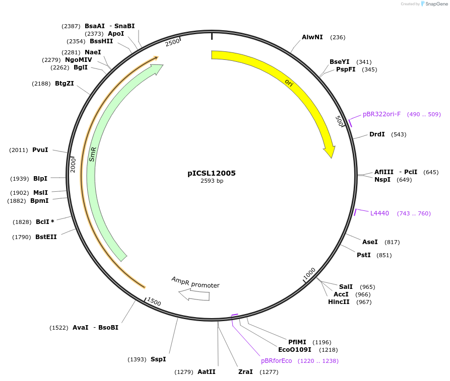 245627-plasmid-map-sequence-id-495457