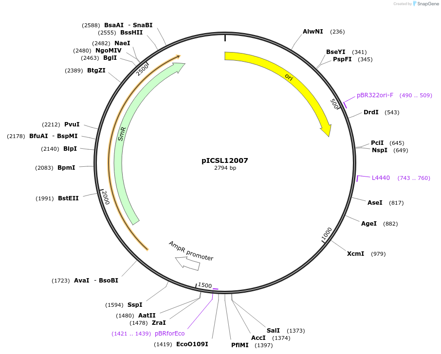245628-plasmid-map-sequence-id-495458
