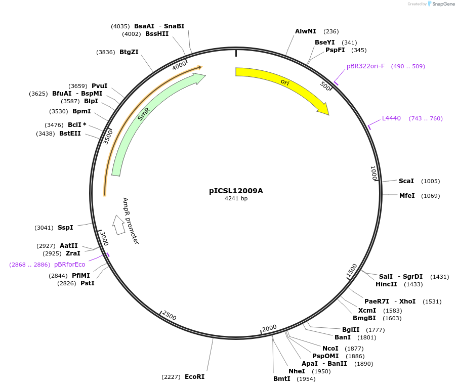 245629-plasmid-map-sequence-id-495459