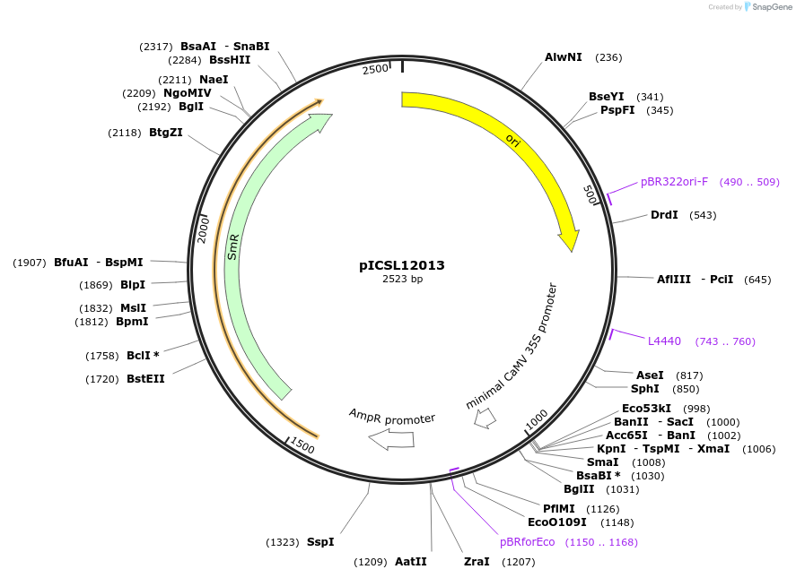 245630-plasmid-map-sequence-id-495460