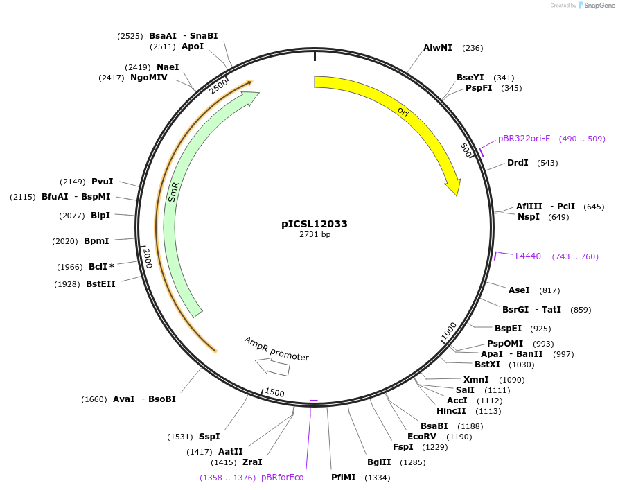 245638-plasmid-map-sequence-id-495466