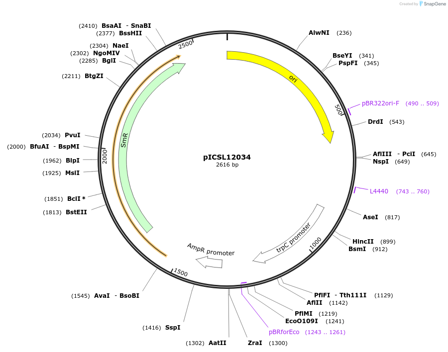 245639-plasmid-map-sequence-id-495467