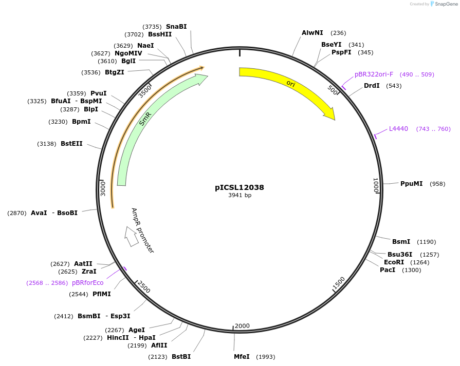 245640-plasmid-map-sequence-id-495468