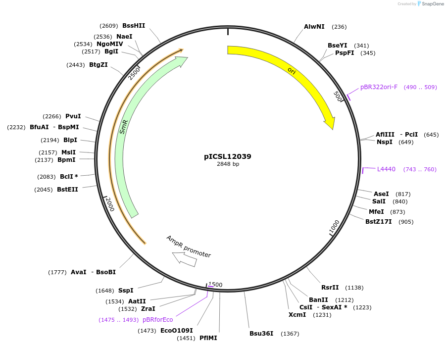 245641-plasmid-map-sequence-id-495469