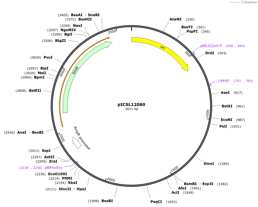 245650-plasmid-map-sequence-id-495475