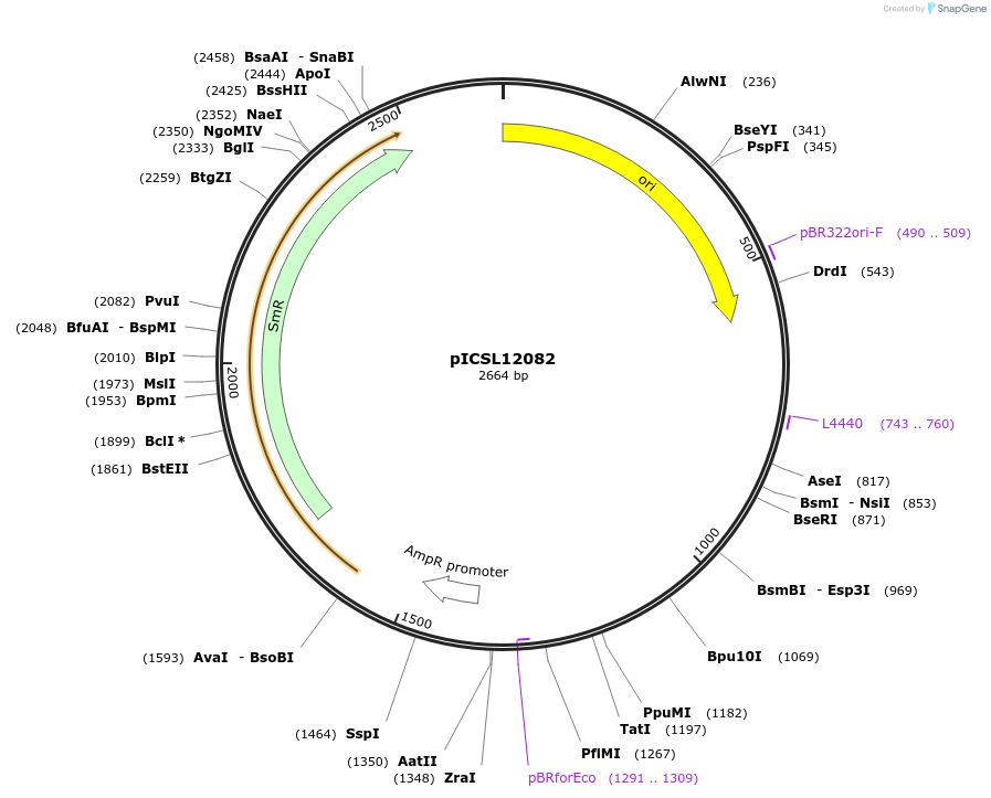 245652-plasmid-map-sequence-id-495476