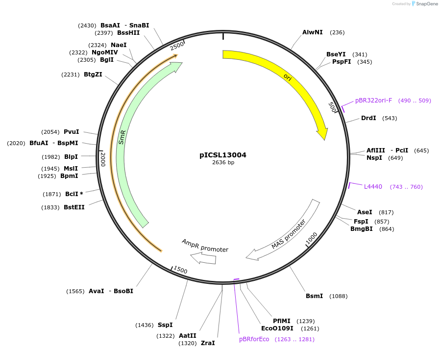 245654-plasmid-map-sequence-id-495477