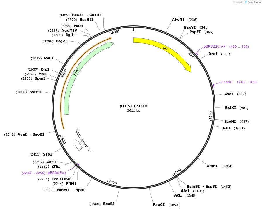 245664-plasmid-map-sequence-id-495486