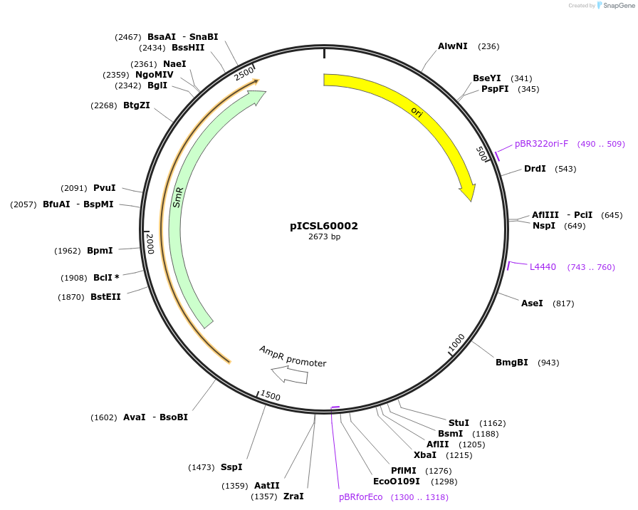 245665-plasmid-map-sequence-id-495487