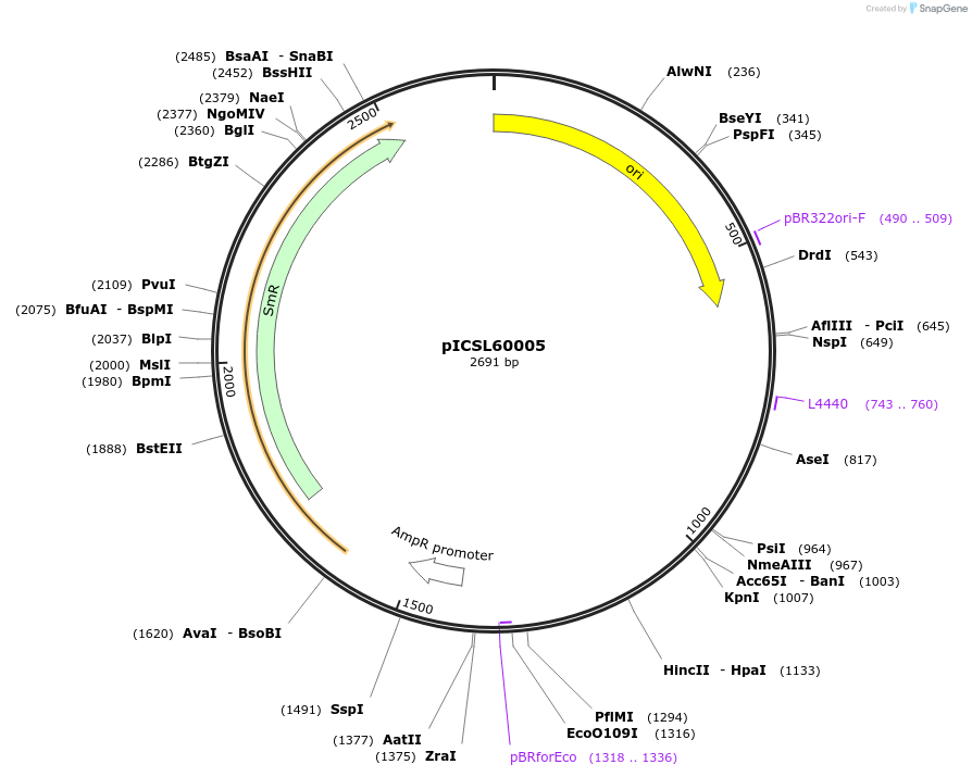 245666-plasmid-map-sequence-id-495488