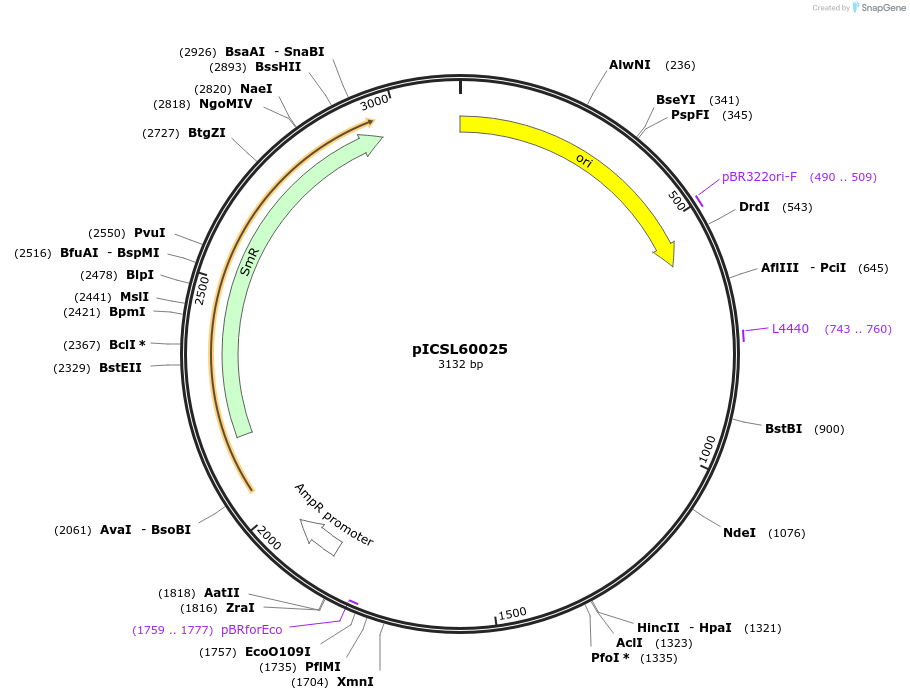 245673-plasmid-map-sequence-id-495495