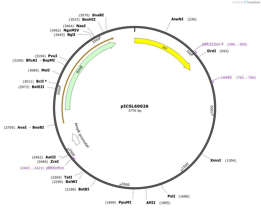 245674-plasmid-map-sequence-id-495496