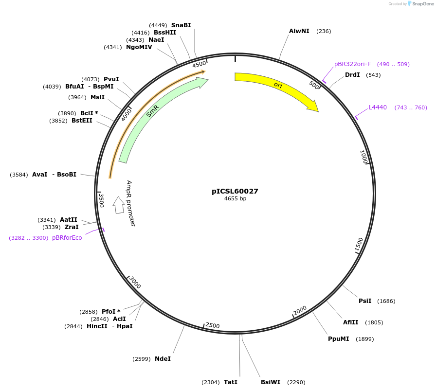 245675-plasmid-map-sequence-id-495497