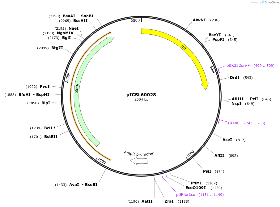 245676-plasmid-map-sequence-id-495498