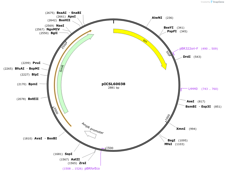 245677-plasmid-map-sequence-id-495499
