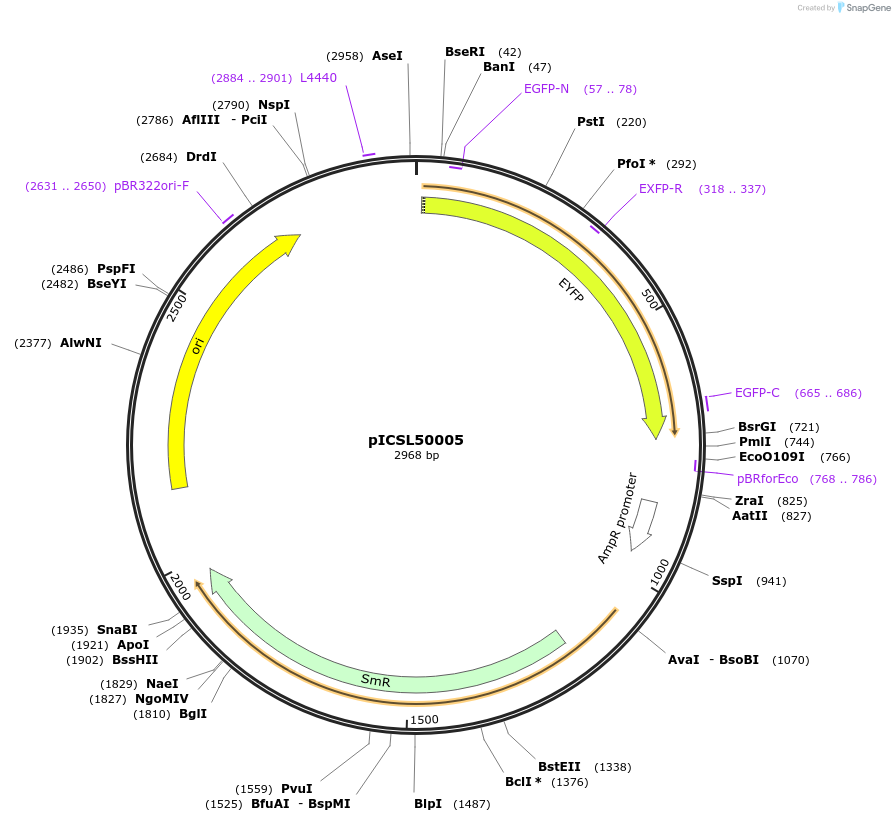 245578-plasmid-map-sequence-id-495501