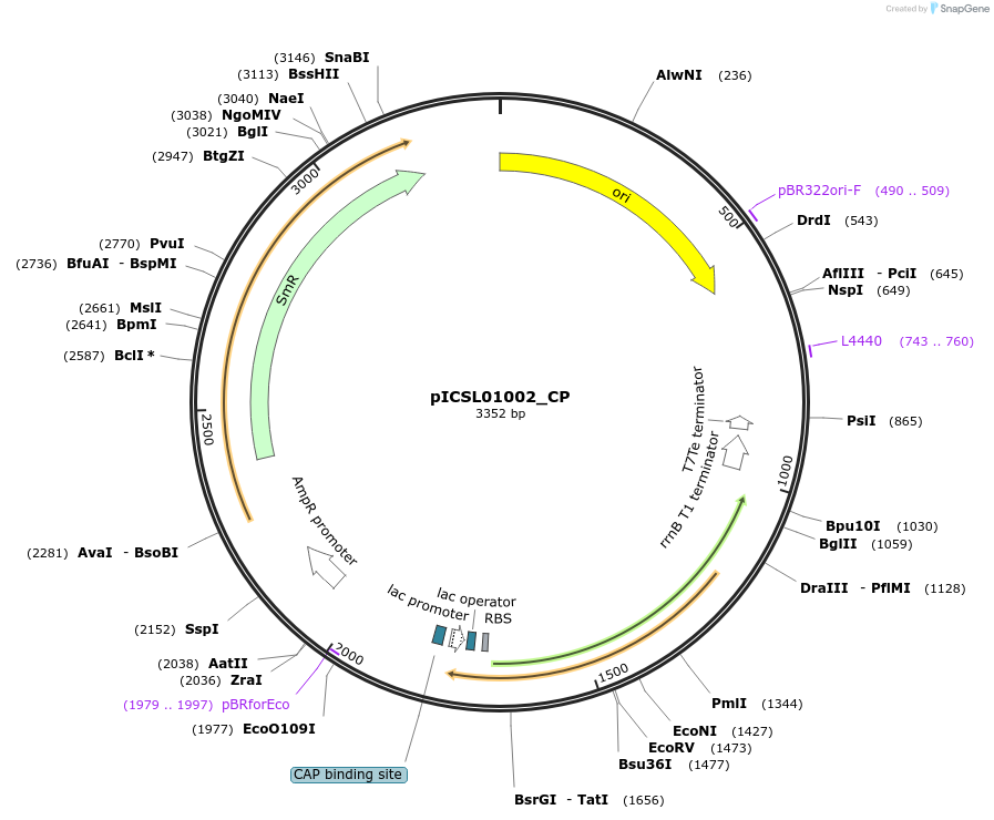 245687-plasmid-map-sequence-id-495506