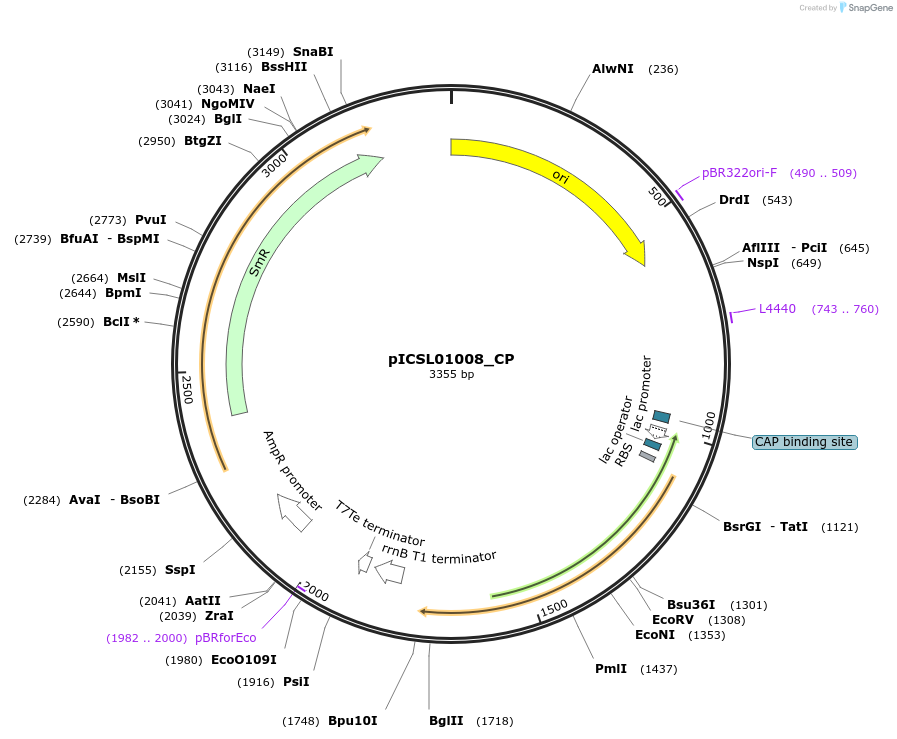 245690-plasmid-map-sequence-id-495508