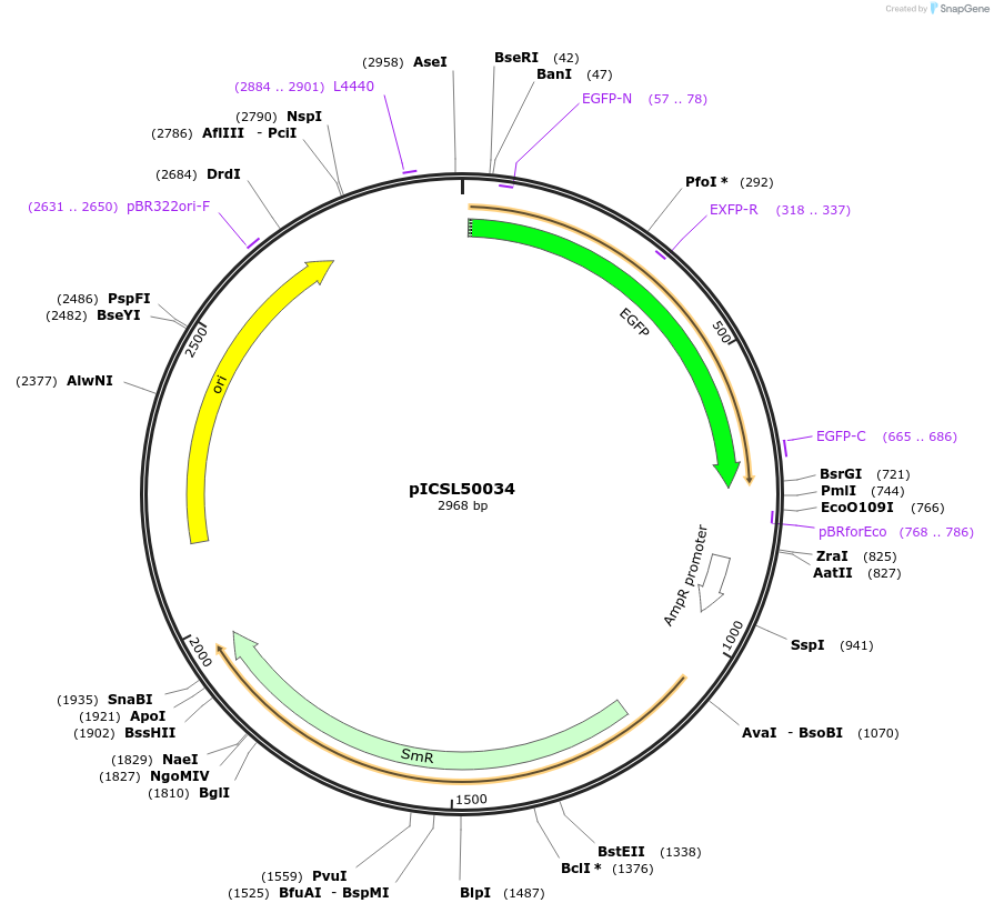 245592-plasmid-map-sequence-id-495512