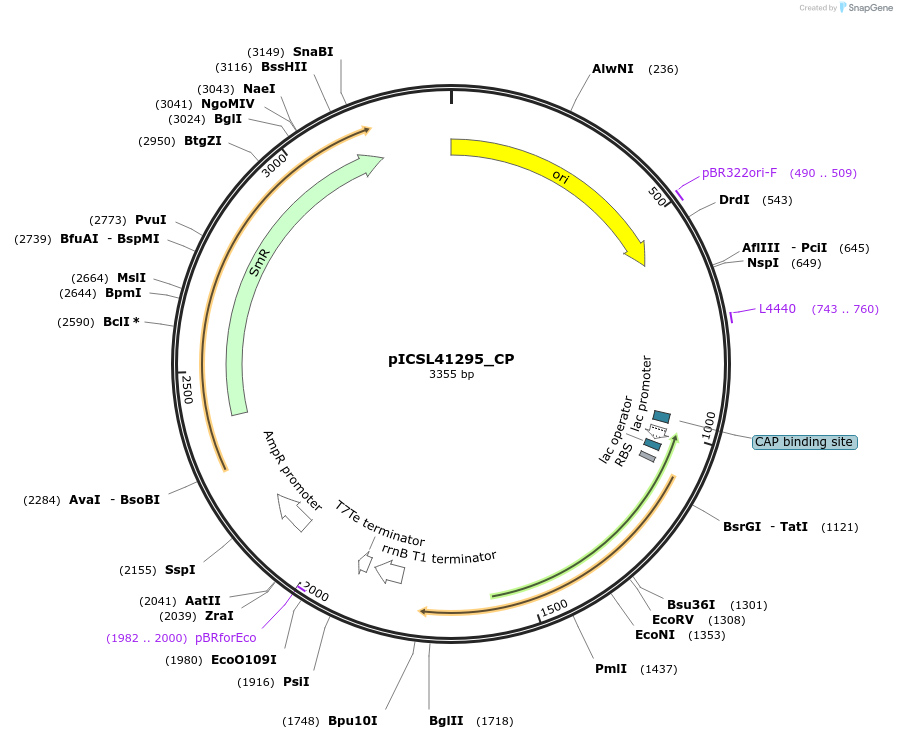 245694-plasmid-map-sequence-id-495515