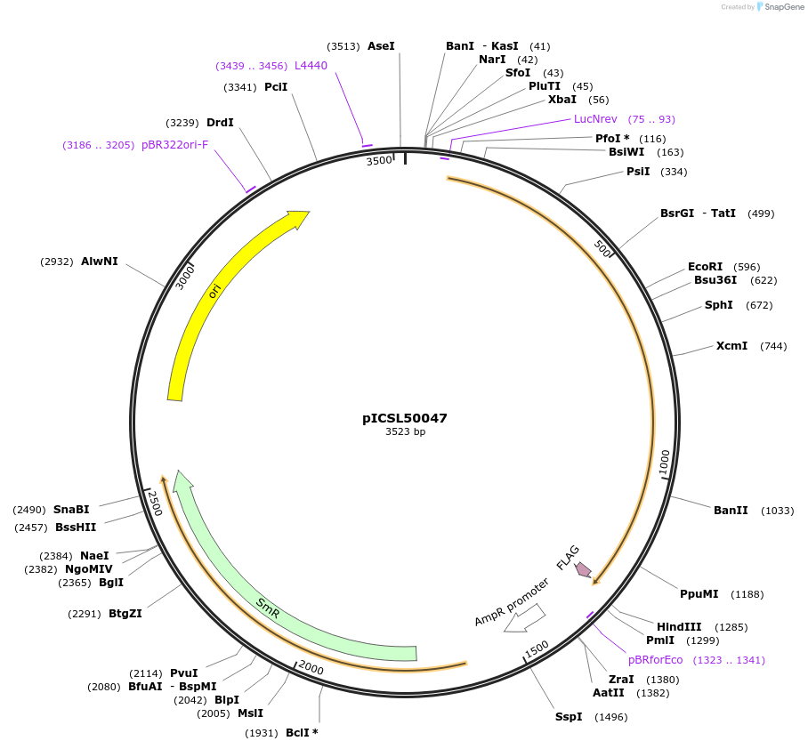 245603-plasmid-map-sequence-id-495518