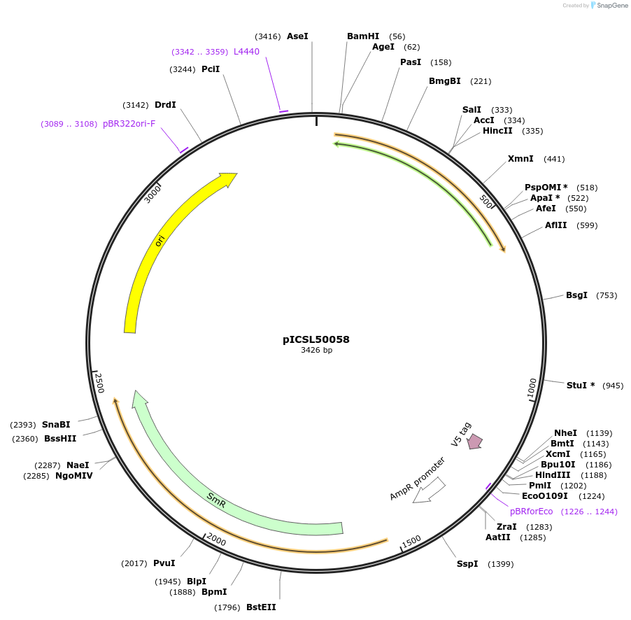 245613-plasmid-map-sequence-id-495523