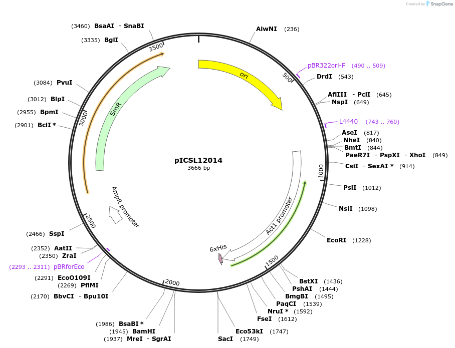 245631-plasmid-map-sequence-id-495529