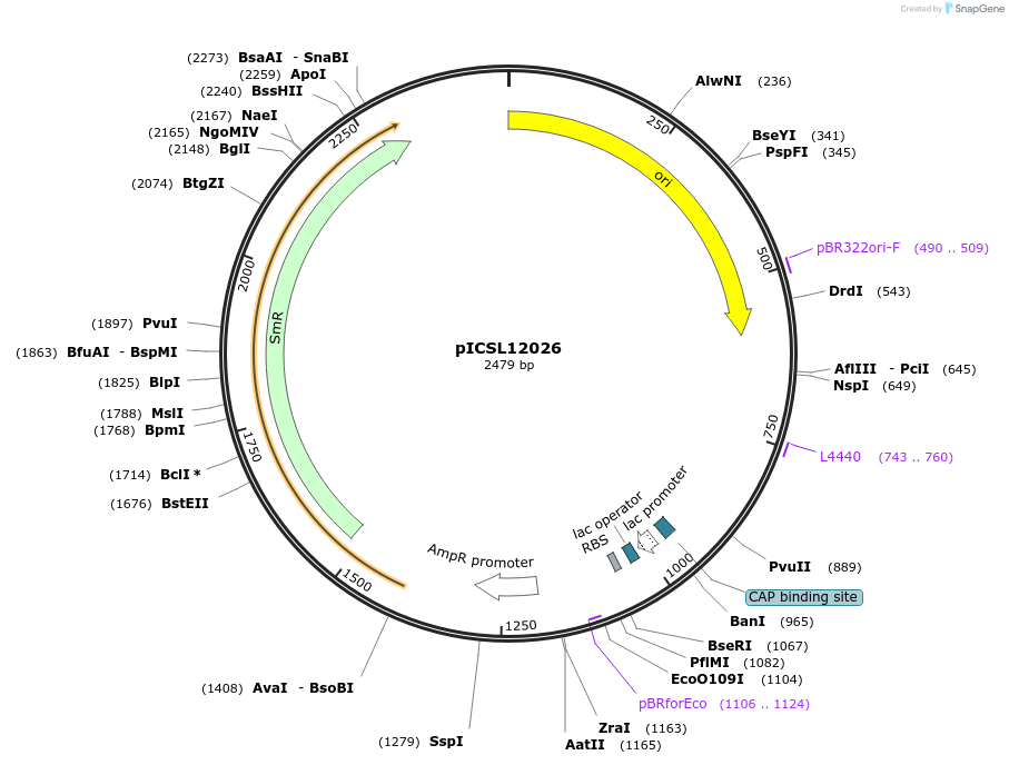 245633-plasmid-map-sequence-id-495531