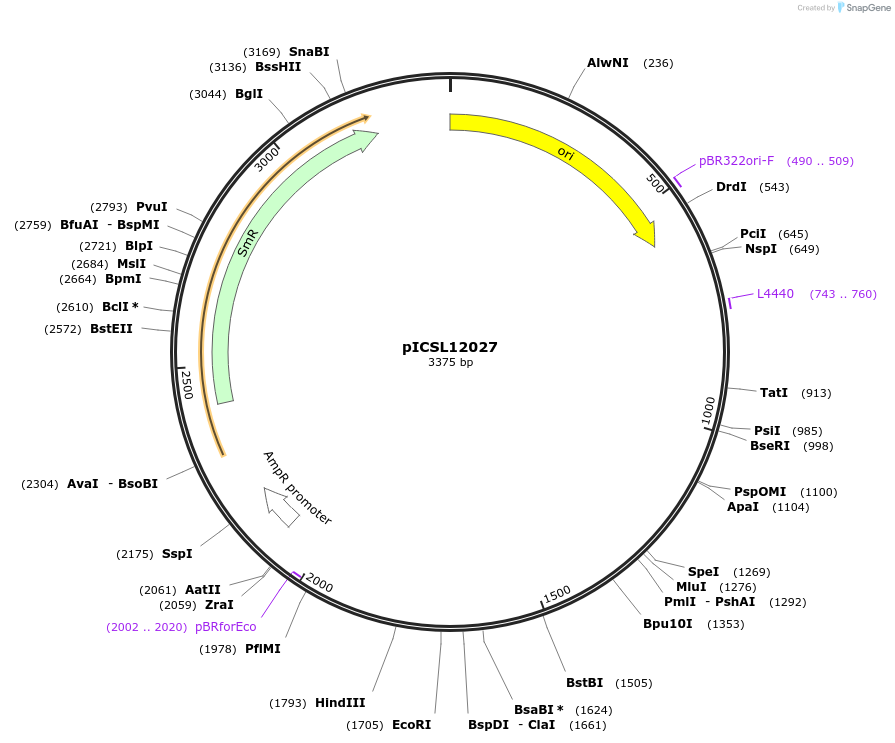 245634-plasmid-map-sequence-id-495532